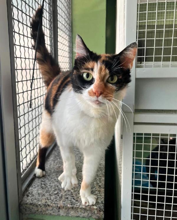 MILADY BELLISSIMA CALICO' Foto 5